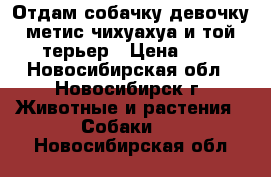 Отдам собачку девочку метис чихуахуа и той-терьер › Цена ­ 1 - Новосибирская обл., Новосибирск г. Животные и растения » Собаки   . Новосибирская обл.